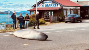 Mindfulness in Dunalley
