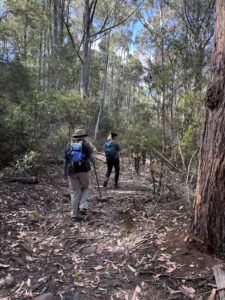 Pelverata Falls track