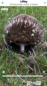 young echidna